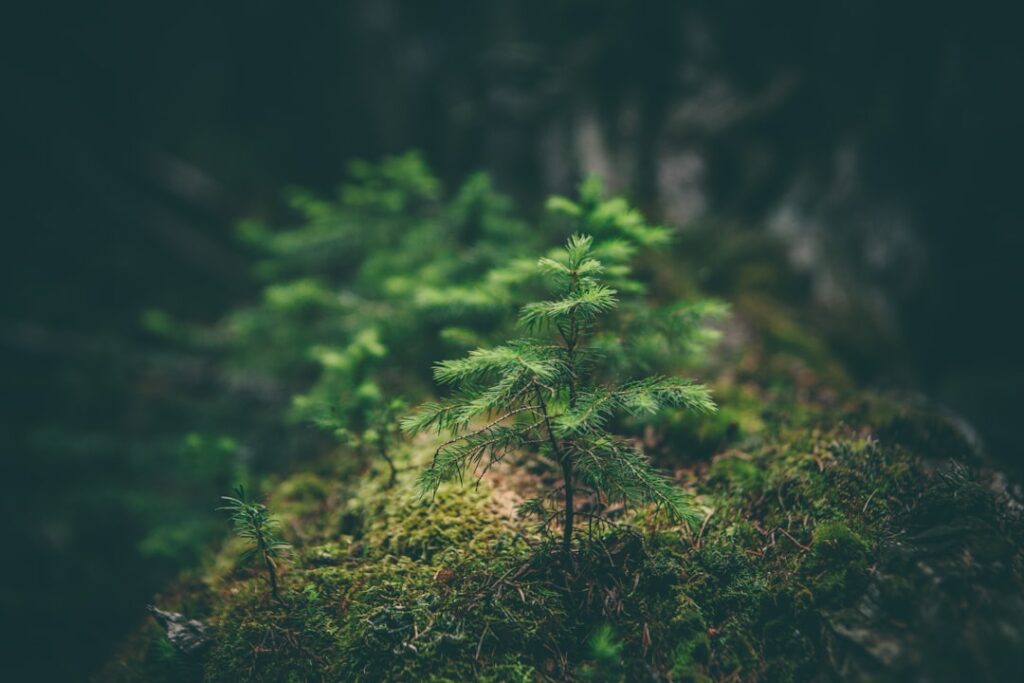 Photo Forest scene