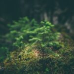 Photo Forest scene