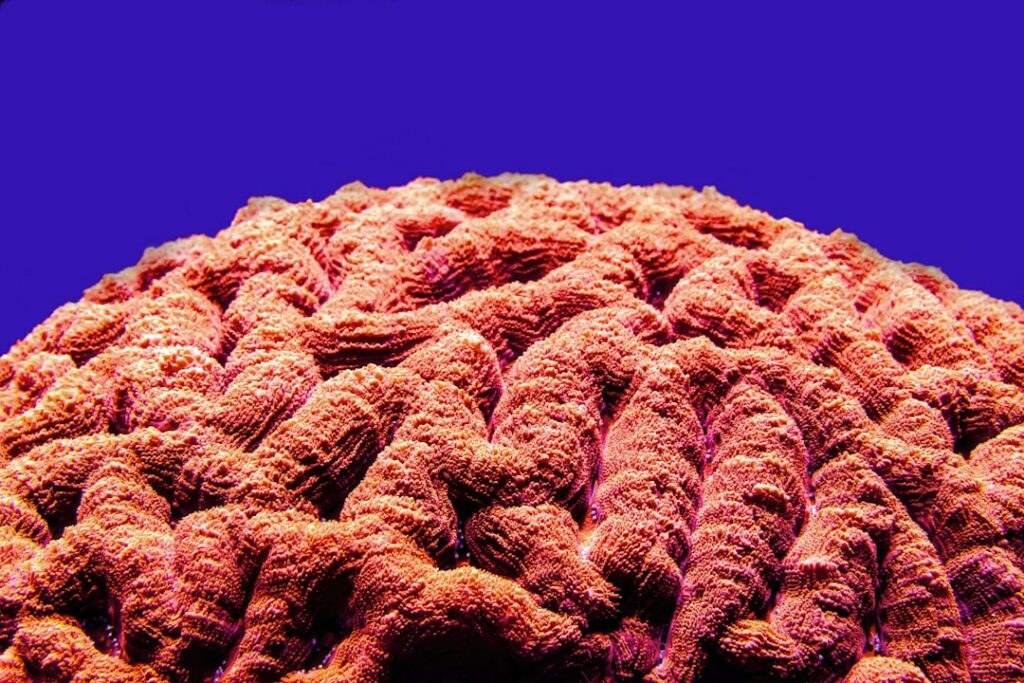 Photo Brain enhancement