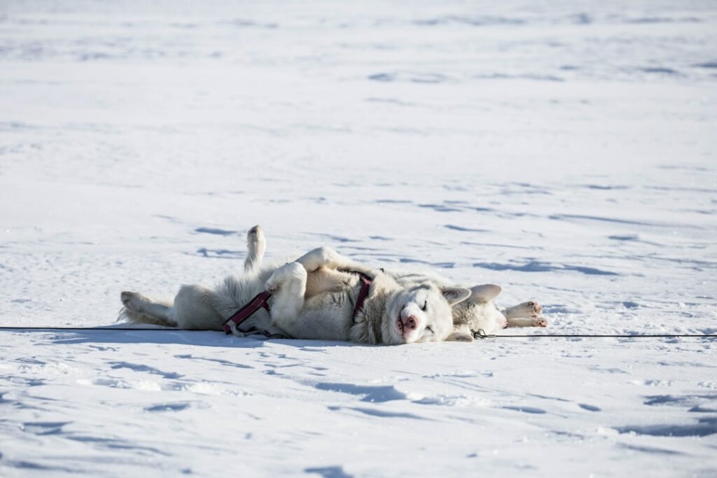 Photo Image: Sleeping Brain