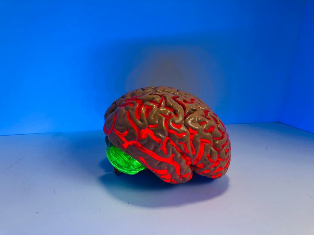Photo Weights, Brain